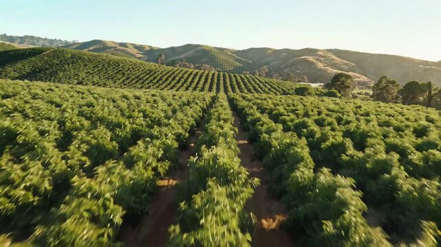 Aerial drone footage flying through a lush green avocado orchard on a sunny day.