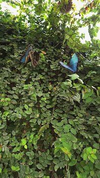 Butterflies blue morpho sit on leaves in a green garden. vertical video. slow motion