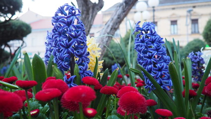 Colourful Terry Hyacinthus bulbous herb and Red Bellis perennis English daisy, spring-blooming perennials. Flowerbed lawn design. Fragrant Blue, white, pink, yellow, red and burgundy flowering plants. © Julija