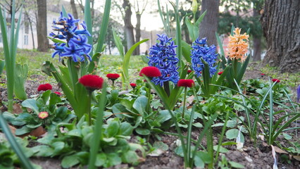 Colourful Terry Hyacinthus bulbous herb and Red Bellis perennis English daisy, spring-blooming perennials. Flowerbed lawn design. Fragrant Blue, white, pink, yellow, red and burgundy flowering plants. © Julija
