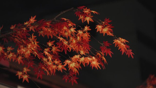 Brilliant Red Japanese Maple Leaves Against Clear Blue Autumn Sky