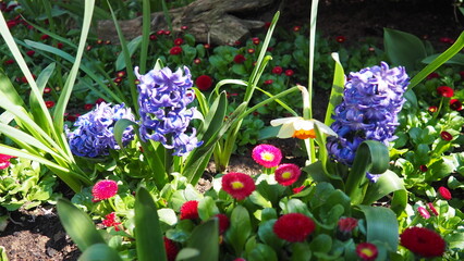 Colourful Terry Hyacinthus bulbous herb and Red Bellis perennis English daisy, spring-blooming perennials. Flowerbed lawn design. Fragrant Blue, white, pink, yellow, red and burgundy flowering plants. © Julija