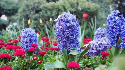 Colourful Terry Hyacinthus bulbous herb and Red Bellis perennis English daisy, spring-blooming perennials. Flowerbed lawn design. Fragrant Blue, white, pink, yellow, red and burgundy flowering plants. © Julija