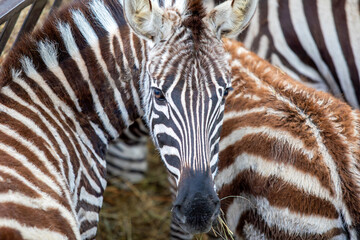 Naklejka premium Young zebra foal with striking black and white stripes looking directly at the viewer while standing close to an adult zebra showing its unique brown fur pattern