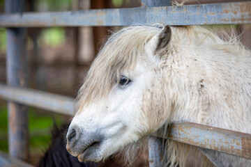 White pony with shaggy mane resting its head on a rusty metal fence in a rural paddock, close up profile portrait evoking calm, domestic farm life and gentle curiosity © Newleks