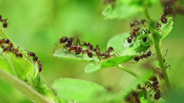 Ants crawl over green leaves in nature. Tiny insects move across plant stems and foliage