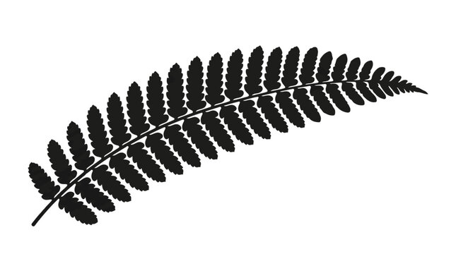 Black silhouette of a single fern leaf on white background, isolated botanical element for design and decoration