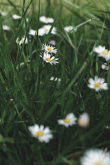 English Daisy (Bellis perennis) Plants © Runic Earth