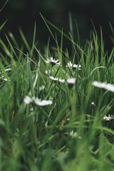 English Daisy (Bellis perennis) Plants © Runic Earth
