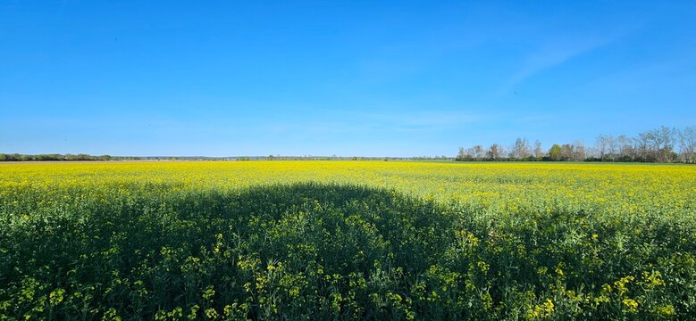 Bl&uuml;hendes Rapsfeld unter blauem Himmel in Brandenburg
