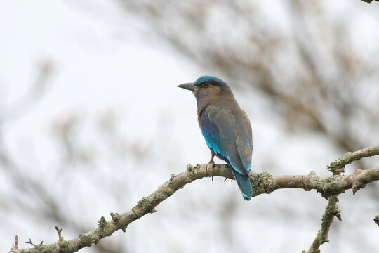 Indochinese Roller perched on branch in Manas National Park, Assam, India