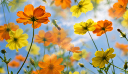Fototapeta premium A vibrant field of orange and yellow flowers against a bright blue sky, creating a cheerful and uplifting atmosphere, ideal for nature and floral themes.