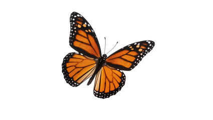 Fototapeta premium Isolated monarch butterfly with vibrant orange and black wings spread, elegant delicate insect