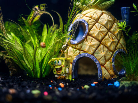 Spongebob decorations in a fish tank aquarium in Bluffton, South Carolina, April 25, 2026