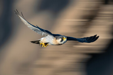 Flying peregrine falcon, swift bird in motion, aerial wildlife photography, blurred background © TANIA