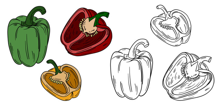 Hand-drawn illustration set of peppers in color and black white outline. bell peppers with organic shapes and natural textures. red, yellow, orange, and green peppers, kids coloring pages and educatio