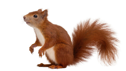 Isolated red squirrel standing alertly, showcasing its vibrant fur and fluffy bushy tail © Ioana