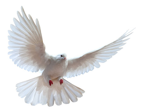 White Dove in Mid-Flight with Wings Spread Gracefully on White Background