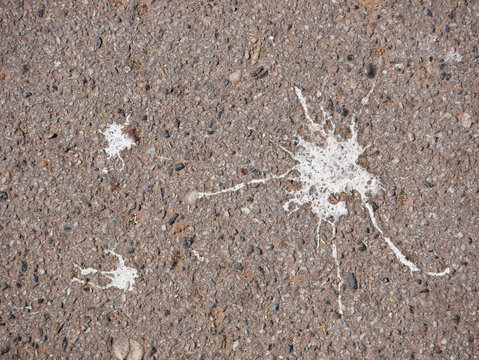 Close-up of bird droppings on rough asphalt surface. Dirty urban texture background with natural splatter pattern and gritty street detail.