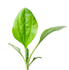 Fresh plantain leaves isolated on white background. Plantago major, green medicinal herb, healing plant foliage. Clipping path. © vandycandy