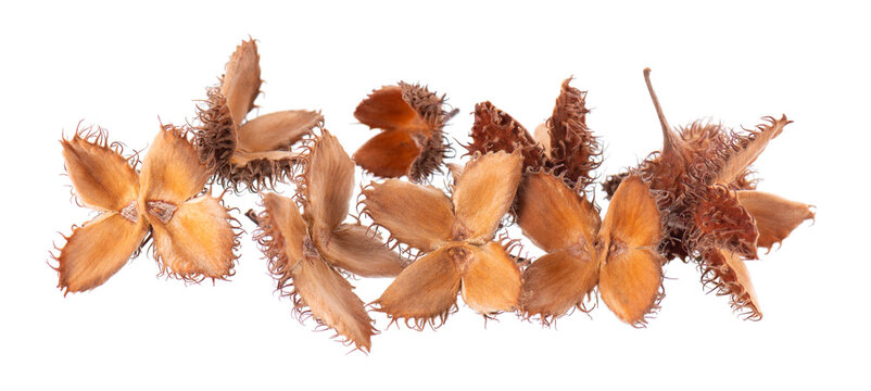 Beechnuts seeds isolated on white background. European beech nuts or Fagus sylvatica. Clipping path.