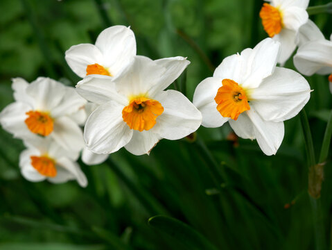A close-up shot shows several white daffodils with orange centers blooming amidst green foliage. The flowers are delicate and appear to be in full bloom.