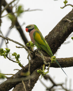Red-breasted Parakeet perched on a tree branch in Manas Park, Assam, India.