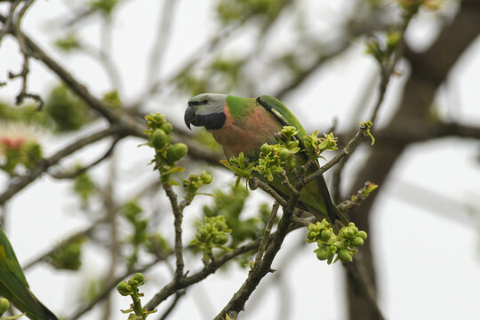 Red-breasted Parakeet perched on a tree branch in Manas Park, Assam, India.