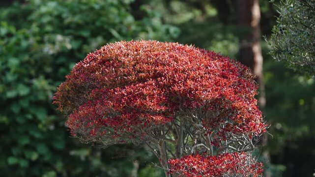 Brilliant Red Japanese Maple Leaves Against Clear Blue Autumn Sky