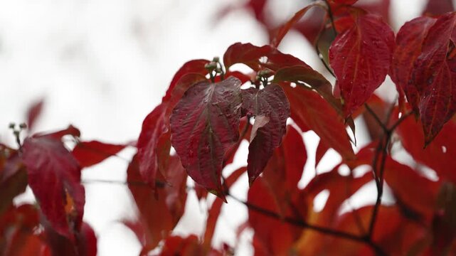 Brilliant Red Japanese Maple Leaves Against Clear Blue Autumn Sky