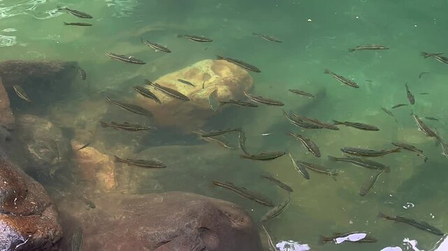 Small fish swimming in clear green water above smooth river rocks
