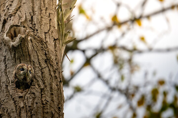 Obraz premium A Tawny Owl (Strix aluco) peeking from its nest in a tree hollow in Limburg, Netherlands. This wildlife portrait captures the nocturnal bird of prey camouflaged against textured tree bark.