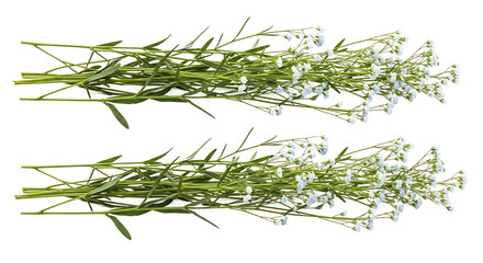 Two horizontal bunches of delicate green plants with tiny white flowers isolated on a clean white background green leaves baby s breath delicate isolated studio shot decoration herbaceous