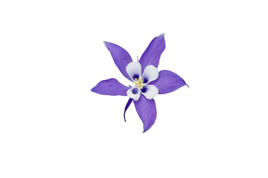 purple Columbine on Transparent background 