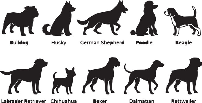 Dog breed silhouettes bundle, Bulldog Husky German Shepherd Poodle Beagle Labrador Retriever Chihuahua Boxer Dalmatian Rottweiler vector illustration design collection