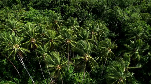 Aerial view of lush palm trees and dense tropical jungle canopy on Mushu Island in Wewak District, East Sepik Province, Papua New Guinea.