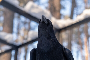 Naklejka premium Black raven stands in a snowy forest, gazing upwards with blurred trees and snow-covered branches visible in the background