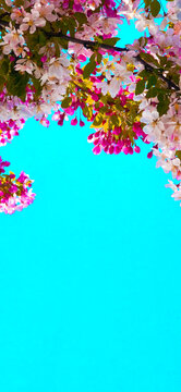 Pink Spring Tree Flowers, buds, leaves & Blooms at Top of Image w/Vibrant Teal Sky Below-Border, Background, Backdrop, Frame w/Room for message, text, advertisement, ad, Landscape, nursery, boutique