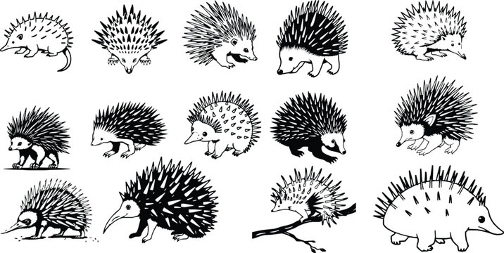 Echidna Spiky Body Simple Outline
