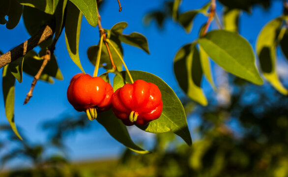 Ripe red and unripe green Surinam cherry (Eugenia uniflora) fruits on a branch. Native to Brazil, this tropical superfruit is known for its high vitamin C content and unique sweet-sour flavor.
