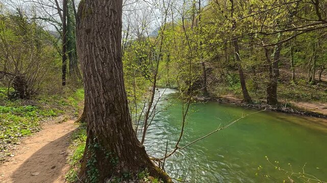 Tree-lined path curves beside emerald river water. Mount Ozren, Sokobanja, Serbia