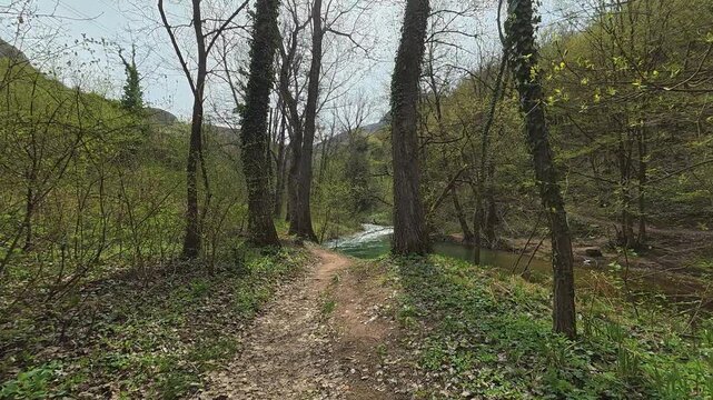 Dappled light filters through tall, leafy trees. Mount Ozren, Sokobanja, Serbia