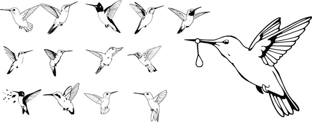 Hummingbird Hovering Outline Tiny Wings Icon © PRO_ED