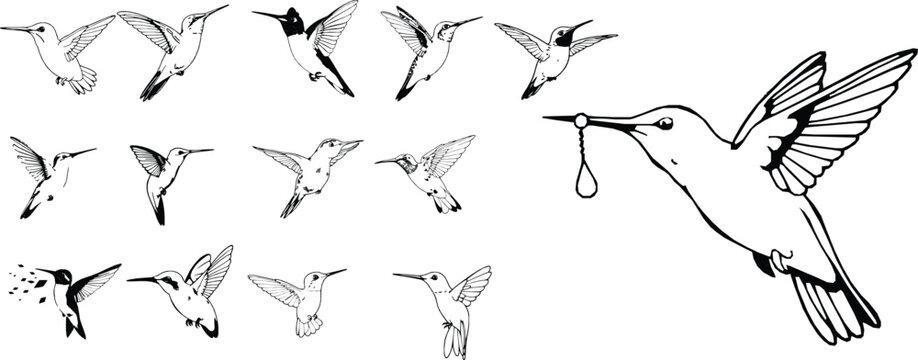 Hummingbird Hovering Outline Tiny Wings Icon