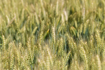 Fototapeta premium Dense and greenish-yellow field of wheat in the ripening stage.