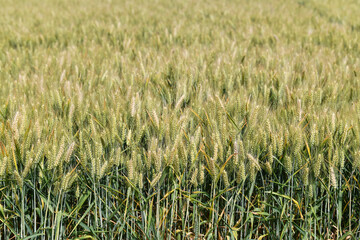 Fototapeta premium A dense field of wheat shows light green ears in the upper part and darker stalks in the lower part of the frame under natural lighting.