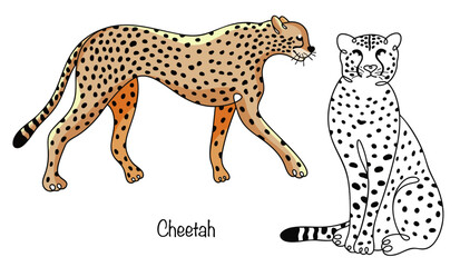 Cheetah © Anna