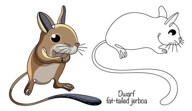 Dwarf fat-tailed jerboa