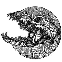 Dog Skull With Hard Upper Jaw and Sharp Teeth © Arif