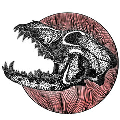 Dog Skull With Hard Upper Jaw and Sharp Teeth © Arif